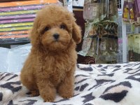 Toy Poodle Köpeği Yavruları