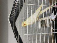 Ele Alışkın Lutino Sultan Papağanı