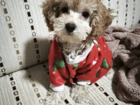 Dişi toy poodle 6 aylık