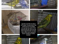 Satılık muhabbet kuşlar sağlıkları yerinde