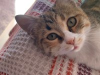 Yavru 3-4 aylık dişi tekir kedimiz