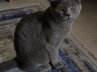 Kedimiz Duman’a Kalıcı Yuva Arıyoruz