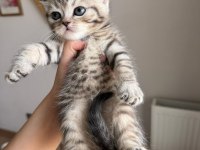 British Shorthair Yavru