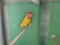 Kırmız Göz Sevda Papağanı Takım