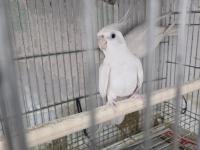 Sultan Papağanı Takım