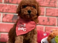 Safkan Toy Poodle Cinsi Yavrular