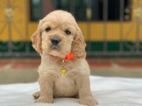 Dünya Tatlısı Cocker Yavruları