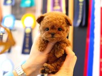 2 Aylık Korean Toy Poodle Yavrularım