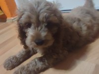 3 aylık dişi ve erkek poodle