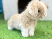Safkan hollanda teddy lop tavşanı yavrular