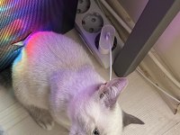 British Shorthair Blue Point Evladımı Sahiplendiriyorum