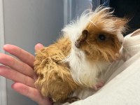 Sütten Kesilen Ele Alışık Yavru Guinea Pig