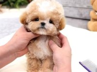 Kore Matipoo Köpeği Yavrularım