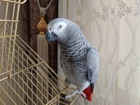 Jako papağanı kafesi ile beraber