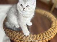 British shorthair dişi yavru kedi brı as 22
