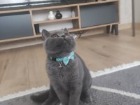 British Shorthair Çok Akıllı Kedimiz