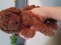 Toy Poodle Yavrularımız Ömürlük Ailelerini Bekliyor