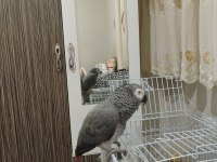 Üst Düzey El Beslemesi Jako Papağanı