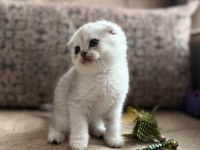 Full Şecereli Scottish Fold Shorthair Yavru - Premium Bakım