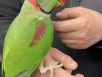 2 yaşında konuşan erkek alexander papağanı