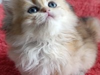 Safkan british longhair golden dişi