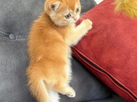 Kusursuz Renk Anne Baba Şecereli Golden British Shorthair