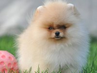 Pomeranian Boo Yavru Köpekler
