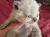 Farklı Cins Kediler Mevcuttur