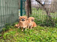 Uyguna Sahiplendirilecek 2 Yaşında Pekinez Dişi