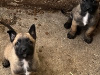 A++ Belçika Malinois Yavrular