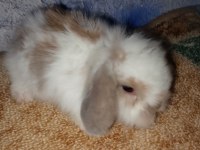 Teddy Lop Tavşanı Yavrular