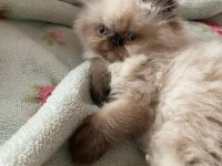 İran Himalayan Tatlı Kedimize Yuva Arıyoruz