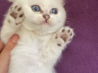 Safkan Beyaz British Sağlıklı Yavrularımız