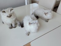 İki Aylık British Longhair Eğitimliler