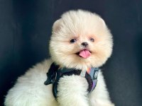 Safkan Ve Karneli Pomeranian Boo Yavrularımız