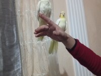 İnsan aşığı sultan papağanımız