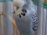 2022 li tecrübeli show jumbo muhabbet kuşu