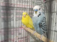 Çift tek takım muhabbet kuşları damızlık yavru