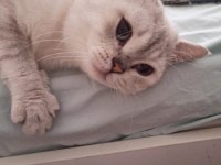 Sevimli oyuncu kedimiz ares ücretsiz sahiplendirilecektir