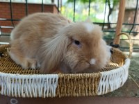 3 Aylık Hollanda Teddy Lop Takım Tavşanlar