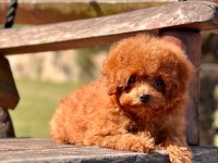 Poodle Çiftliğinden Micro Boy Poodle Yavrularımız