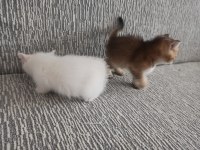 2 Aylık Yavru British - Van Kedisi Melezi