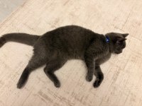 6 Aylık British Shorthair Oğlumuzu Sahiplendiriyoruz