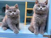 Sevimli British Shorthair Yavruları