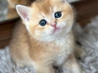 Golden pofuduk bir british kız