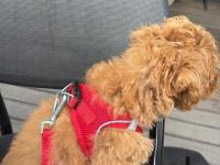 Toy Poodle 2,5 - 3 Aylık