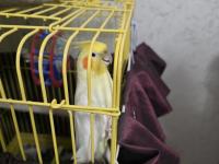 Sultan Papağanı 3 Yaşında Gayet Akıllı Konuşuyor