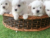Irk Garantili Maltese Yavruları