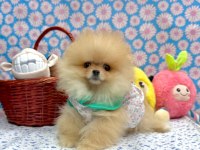 Safkan Pomeranian Boo Irkı Yavrularımız
