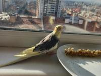 Eğitime Müsait Sultan Papağanı Erkek